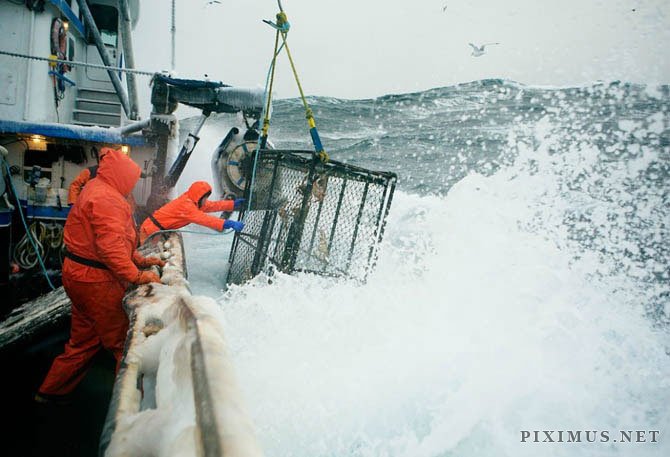 Fish-Work In Bering Sea by Corey Arnold