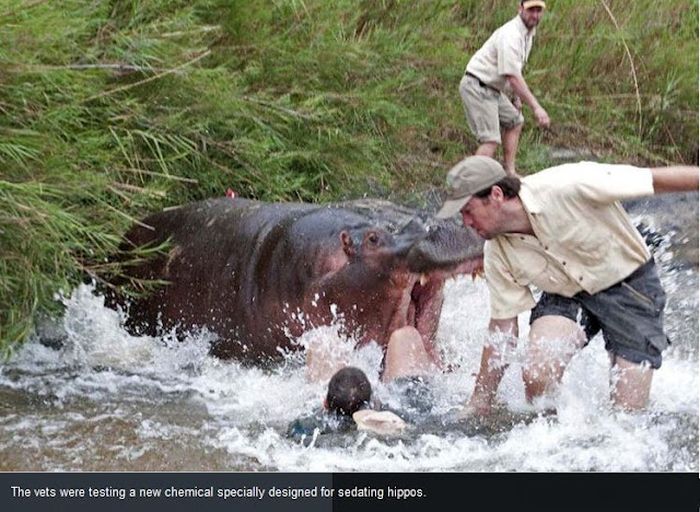 Hippo Almost Killed a Vet 