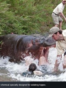 Hippo Almost Killed a Vet 