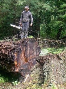 Chainsaw Wielding Tree Sculptures  