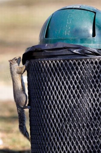 Squirrel Raids Park Trash Can 