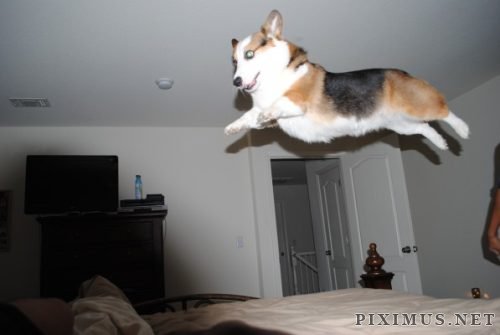 Funny hover animals