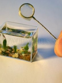 World's Smallest Aquarium 