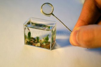 World's Smallest Aquarium 