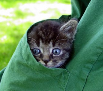 Kittens in Pockets 