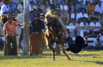 Untamed Horses Throw Off Their Riders 