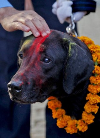 Nepal Has An Entire Festival That's All About Celebrating Dogs