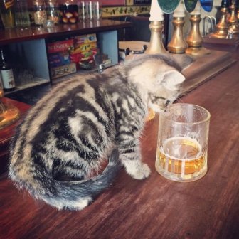 Now You Can Drink With Cats At This Cat Pub In The UK