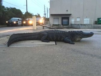 Alligator Hunter Meets Her Match When She Takes On This 800 Pound Reptile