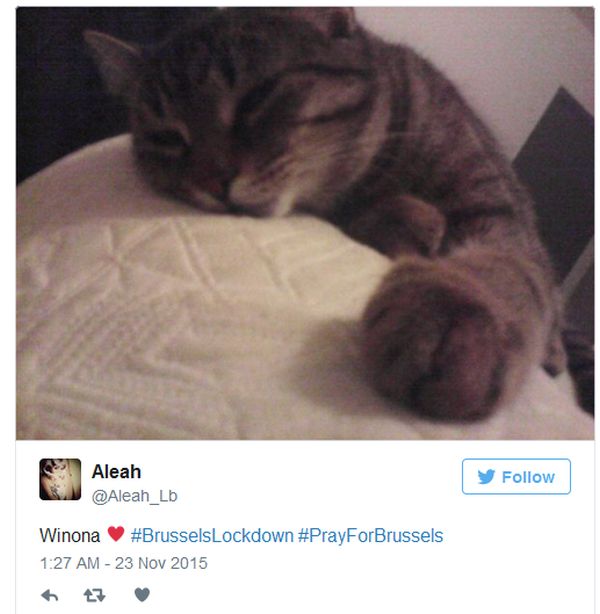 Brussels Is Using Pictures Of Cats To Confuse ISIS
