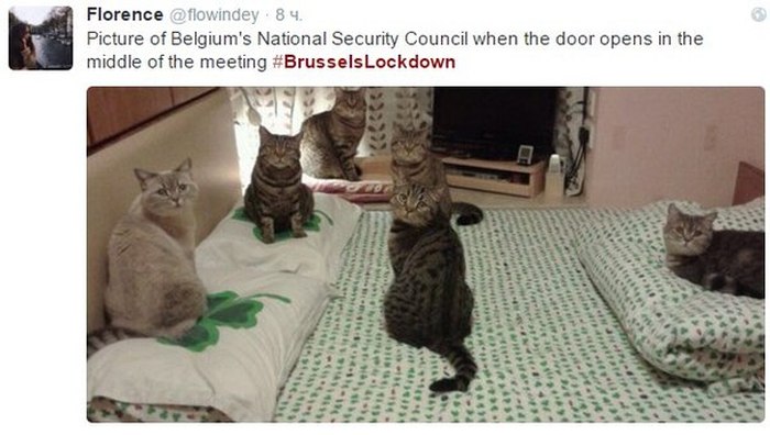 Brussels Is Using Pictures Of Cats To Confuse ISIS
