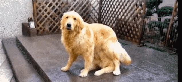Say Hello To The 32 Most Awkward Dogs Of 2015, part 2015