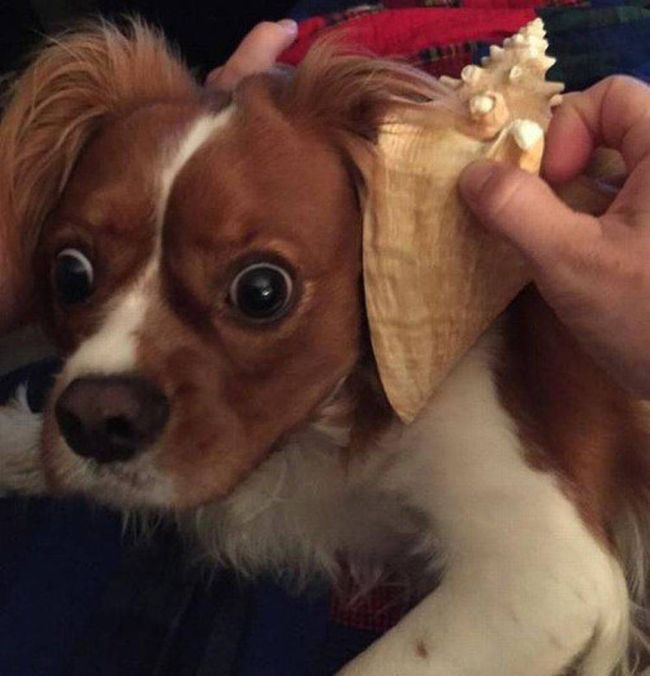 Say Hello To The 32 Most Awkward Dogs Of 2015, part 2015