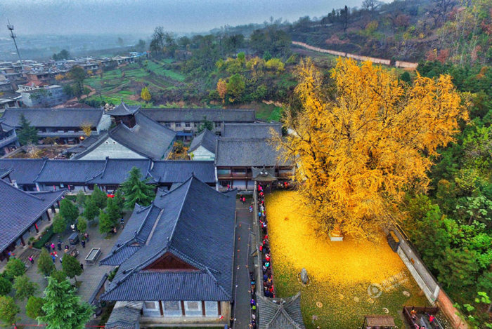 Buddhist Temple Gets A New Look Thanks To A 1,400 Year Old Chinese Ginkgo Tree 