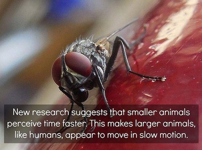 Fun Facts That Will Satisfy Your Thirst For Knowledge