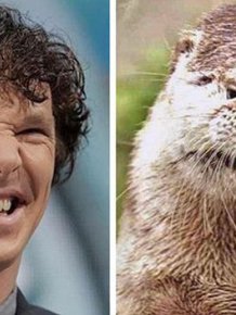 Undeniable Proof That Benedict Cumberbatch Is Definitely An Otter