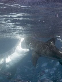 Photographer Captures Intense Battle Between Two Violent Sharks