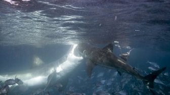 Photographer Captures Intense Battle Between Two Violent Sharks