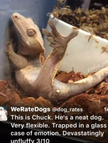 We Rate Dogs Is The Twitter Account The Animal Kingdom Needed
