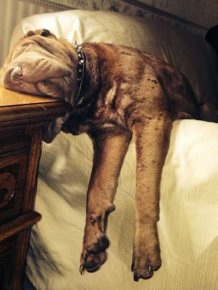 Photos That Prove Dogs Will Sleep Anywhere As Long As They Can Fit