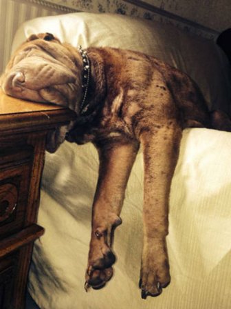 Photos That Prove Dogs Will Sleep Anywhere As Long As They Can Fit