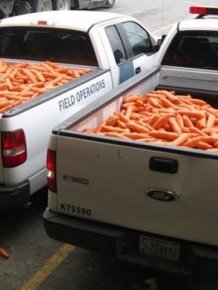 Drug Smugglers Get Busted After Trying To Disguise Marijuana As Carrots