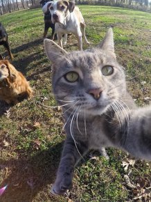 Meet The Cat That Takes Better Selfies Than Most People