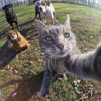 Meet The Cat That Takes Better Selfies Than Most People