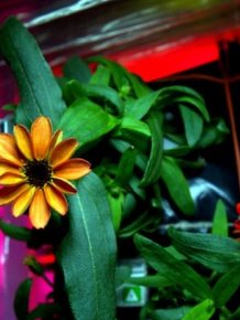 Astronaut Grows First Flower On The International Space Station