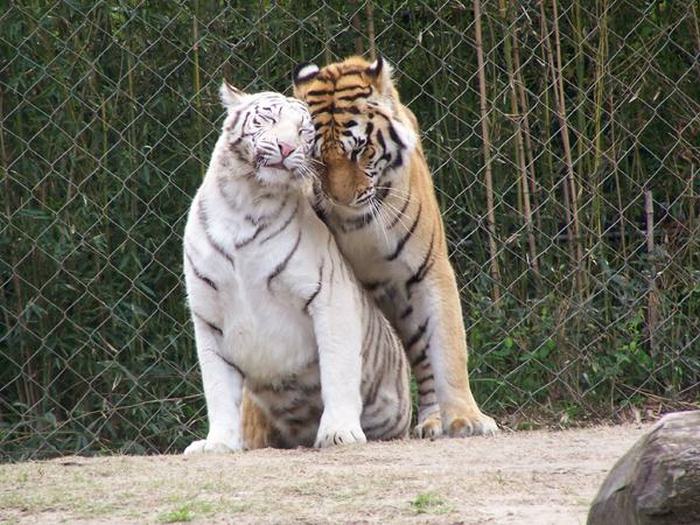 Animals That Make Better Couples Than Most Humans Do