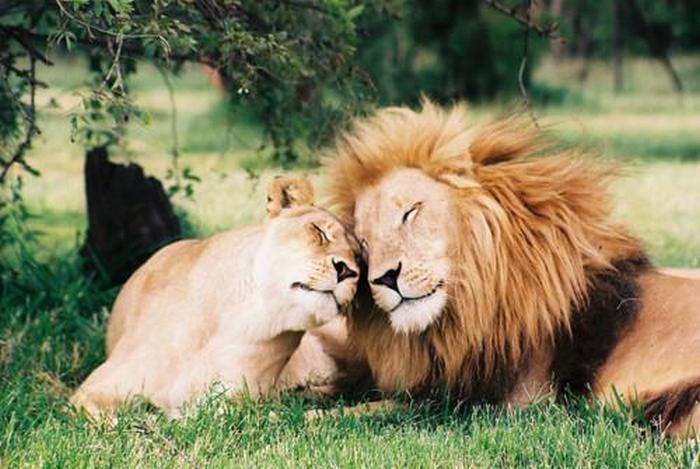 Animals That Make Better Couples Than Most Humans Do
