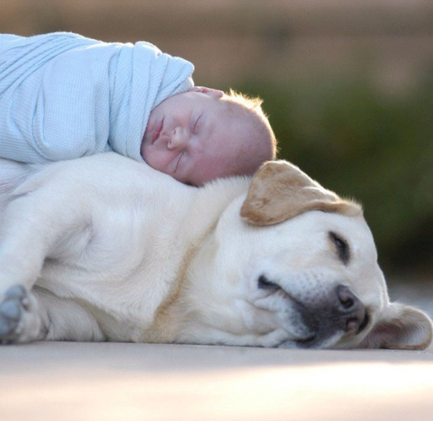 Dogs and Babies