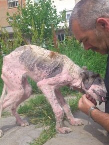 Dying Street Dog Rescued
