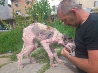 Dying Street Dog Rescued