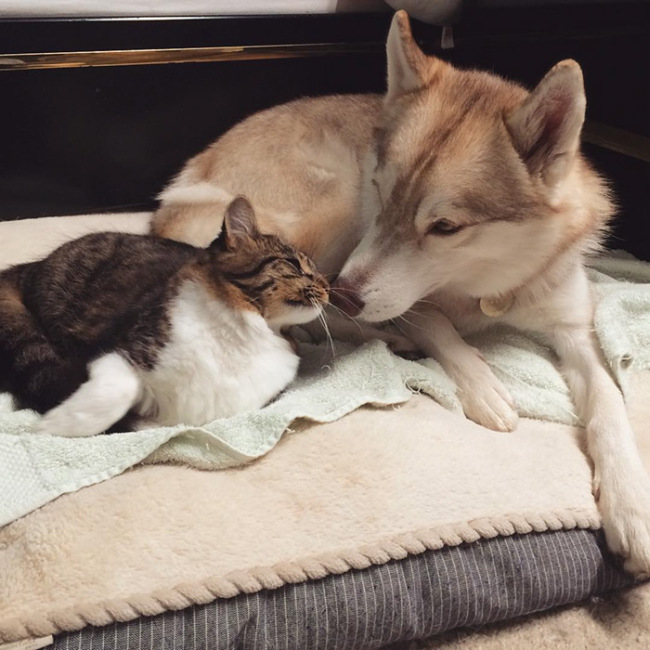 Huskies Become Best Friends With A Cat