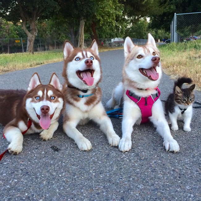 Huskies Become Best Friends With A Cat