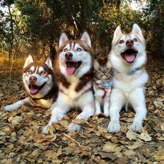 Huskies Become Best Friends With A Cat