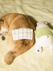 Shiba Inu Loves To Emulate His Favorite Plush Toy