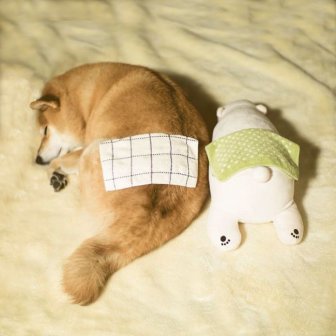 Shiba Inu Loves To Emulate His Favorite Plush Toy