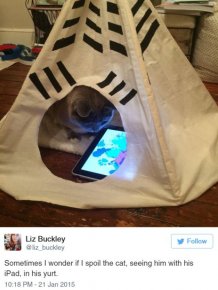 The Funniest Tweets About Cats That The Internet Has To Offer