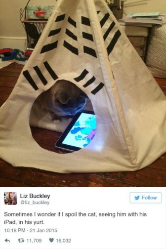 The Funniest Tweets About Cats That The Internet Has To Offer