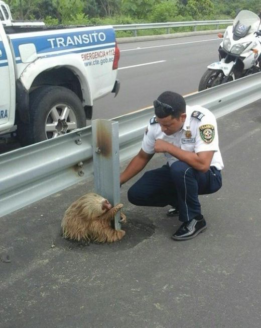 Little Guy Being Rescued After Trying To Cross The Highway In Ecuador