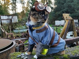 Cats in Cosplay Is The Cutest Thing Ever