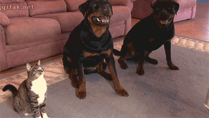 Daily GIFs Mix, part 791