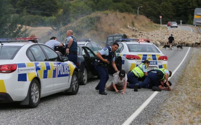 New Zealand Police End A Car Chase With A Little Help From Local Sheep