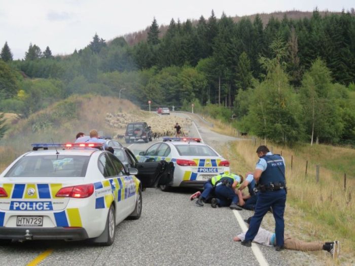 New Zealand Police End A Car Chase With A Little Help From Local Sheep