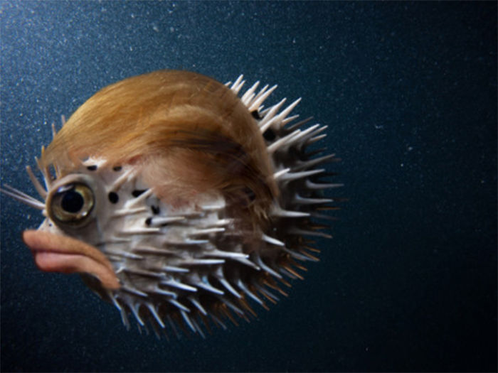 It Turns Out That Donald Trump’s Mouth Fits Perfectly On Pufferfish