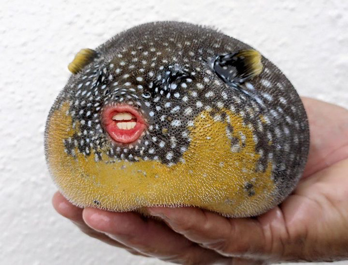 It Turns Out That Donald Trump’s Mouth Fits Perfectly On Pufferfish