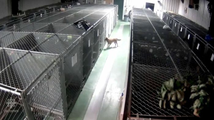 Dog Tries To Comfort Crying Puppies After Breaking Out Of Its Kennel
