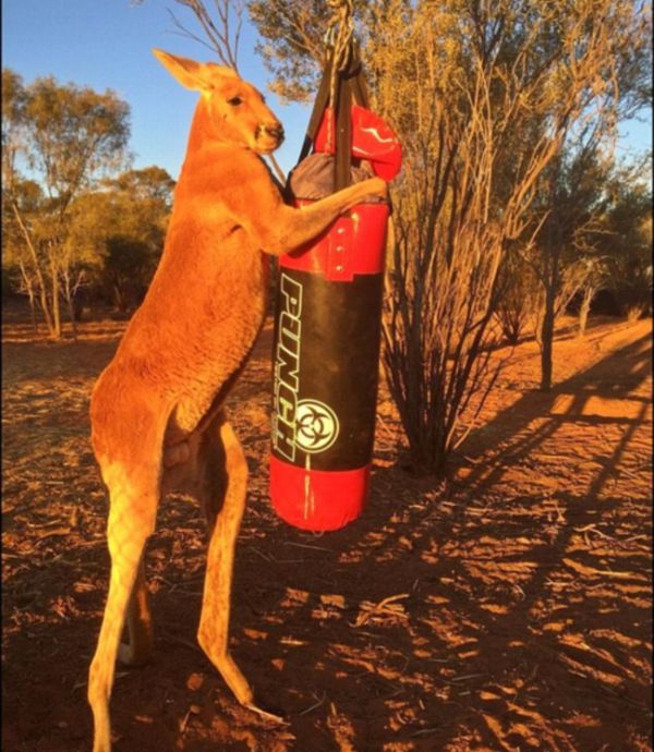 Meet Roger, The Most Muscular Kangaroo On The Planet